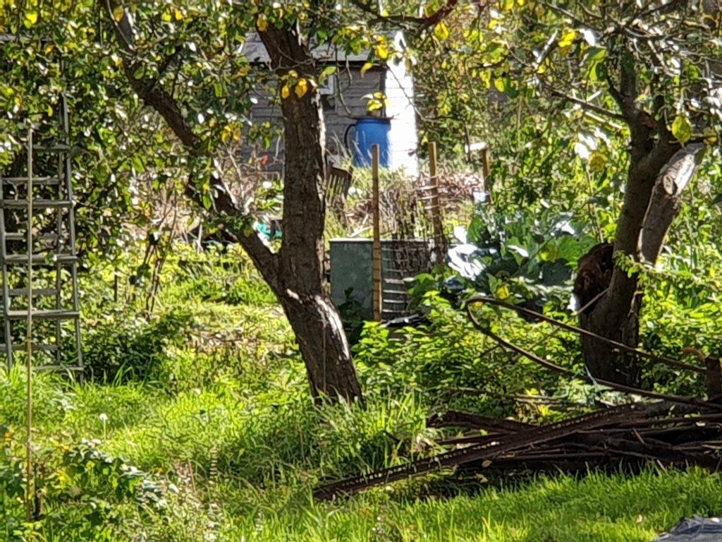 A leafy local allotment with fruit trees, vegetable beds and a shed